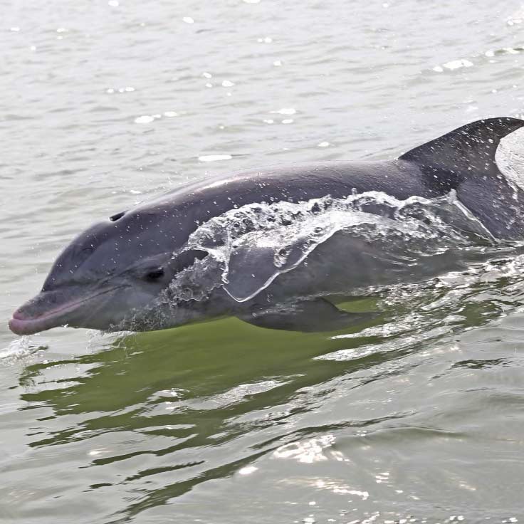 Boca Grande Dolphin Tours